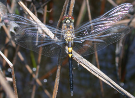 Double-ringed Pennant